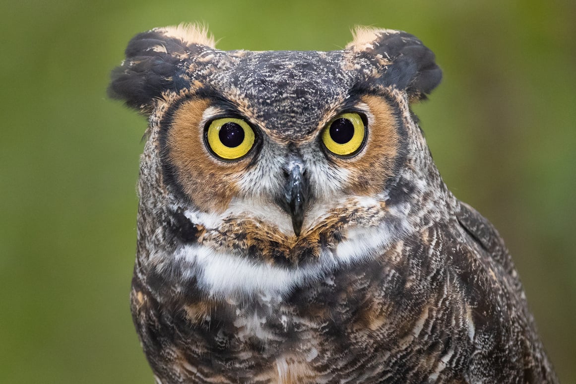 Great Horned Owl